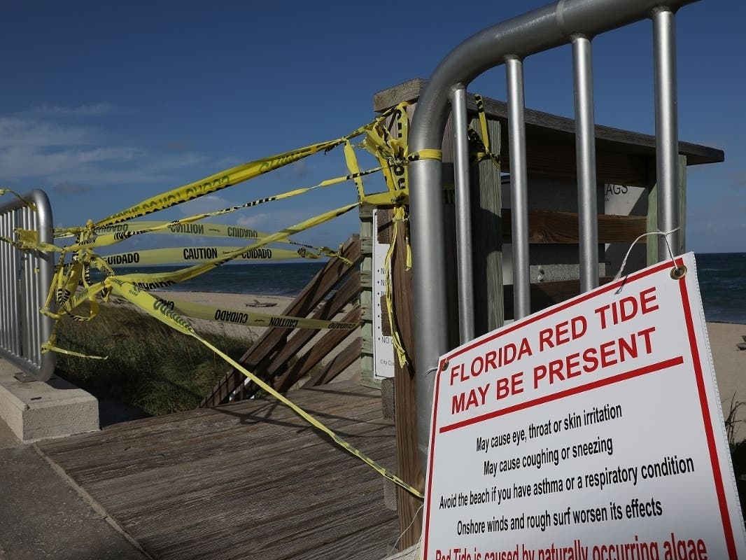 The Department of Health in Sarasota County has issued a health alert after red tide was found in elevated levels in the Gulf of Mexico and along Sarasota-area beaches. 