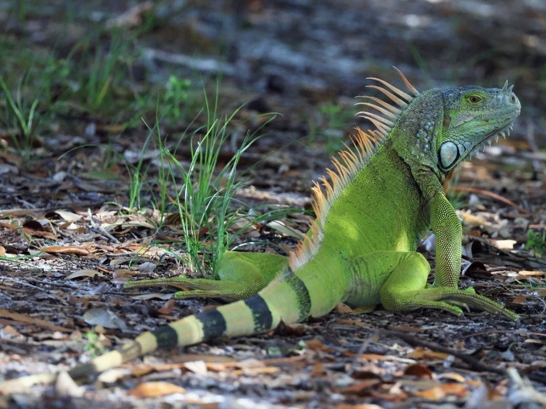A yoga student at a free class in Legion Park was in the “corpse pose” when he was hit in the face by a falling iguana, reports said.