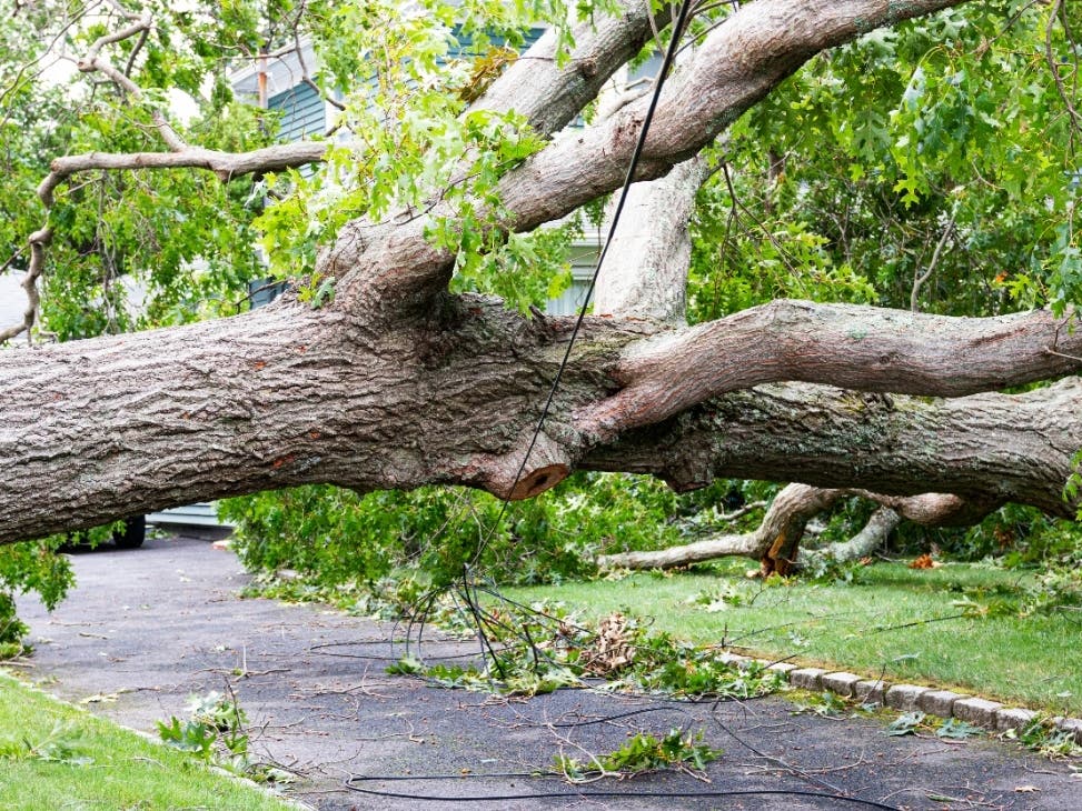 A tree fell over a residential driveway and is balancing on the electric wires with cable and phone wires broken off during Tropical Storm Isaias in Babylon.