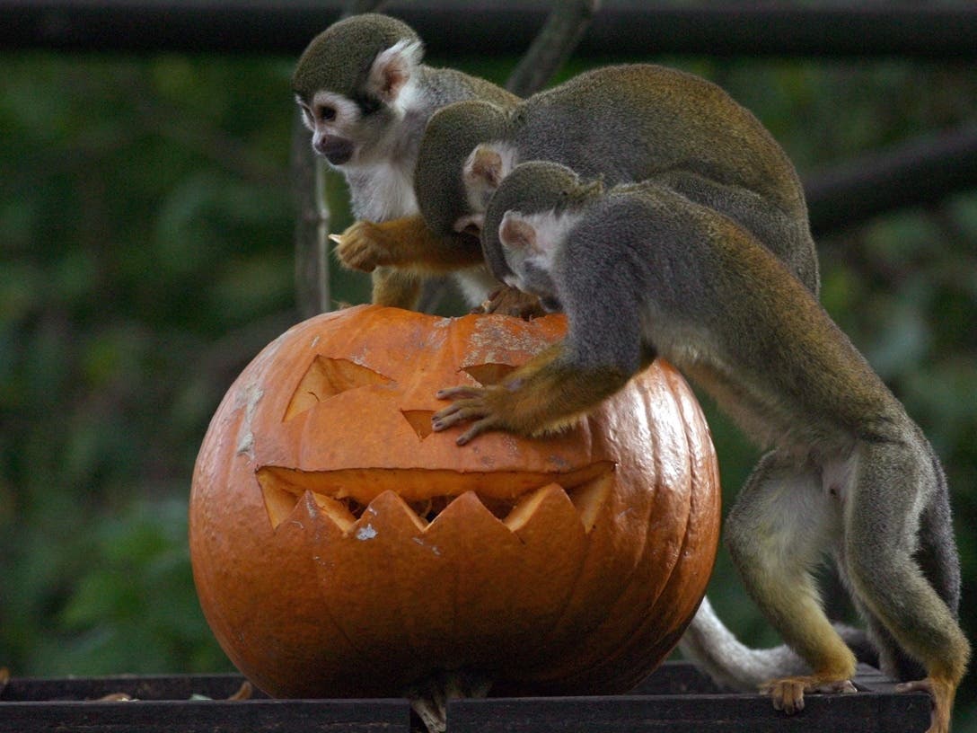 You supported local pumpkin growers this fall by visiting Batavia patches and fields this fall. After Halloween, many zoos accept pumpkin donations because they make a nutritious snack that most animals love.