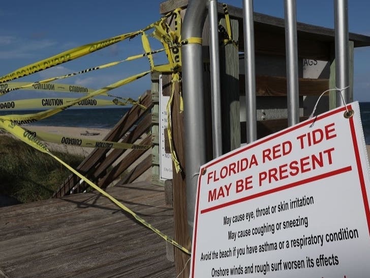The red tide organism Karenia brevis produces toxins that can affect fish and other ocean life, causing them to die and wash up on beaches. 