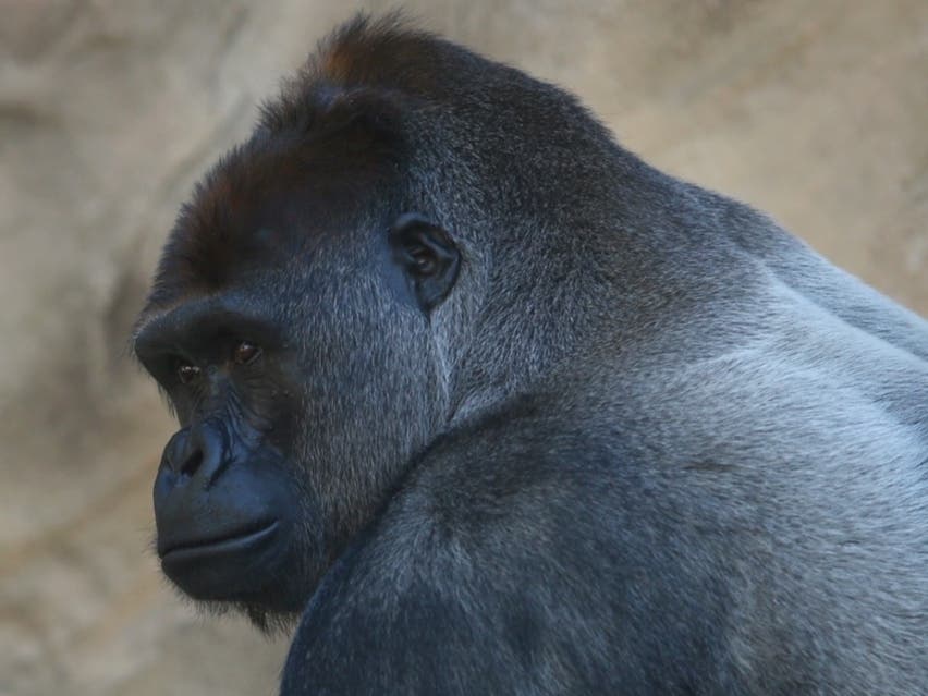 The Zoo is testing the entire gorilla population for the virus. 
