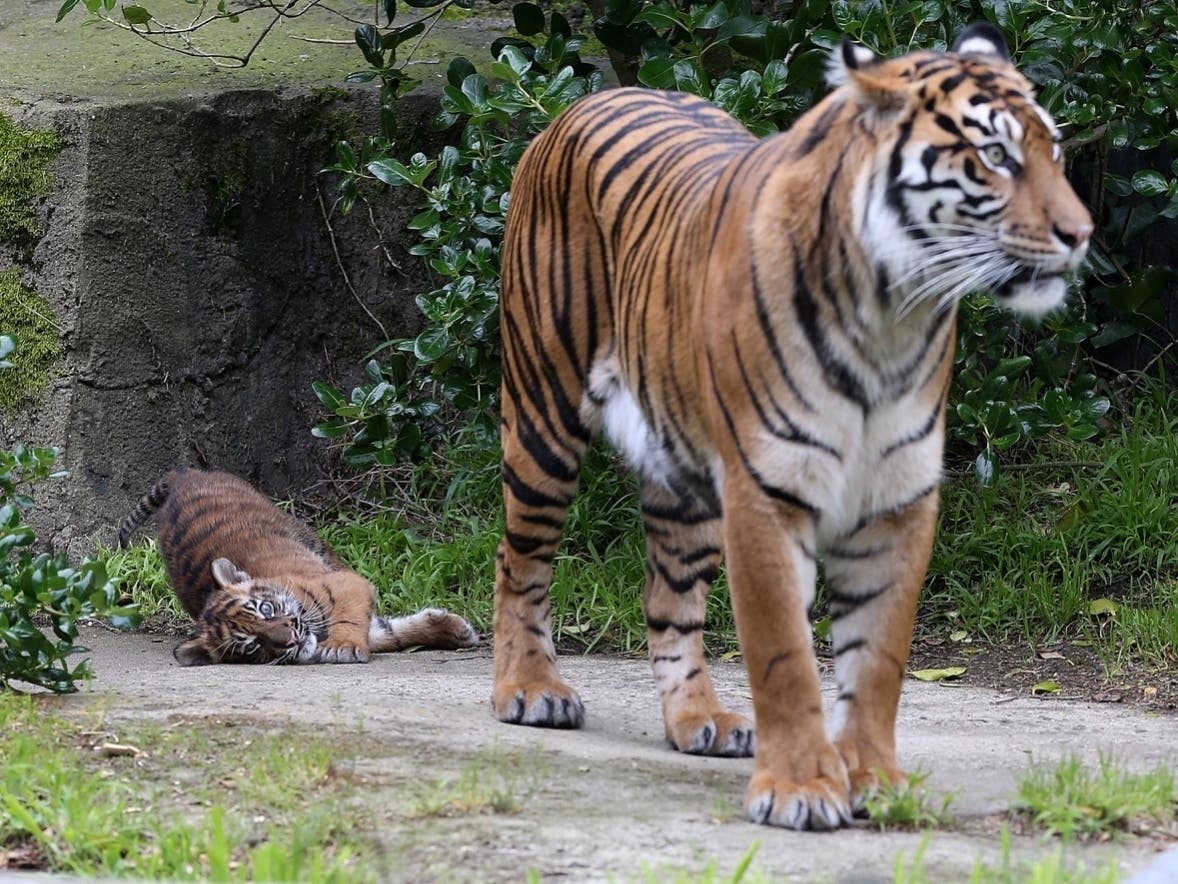 Tigers are among the first animals to receive the special COVID-19 vaccine at the Detroit Zoo.