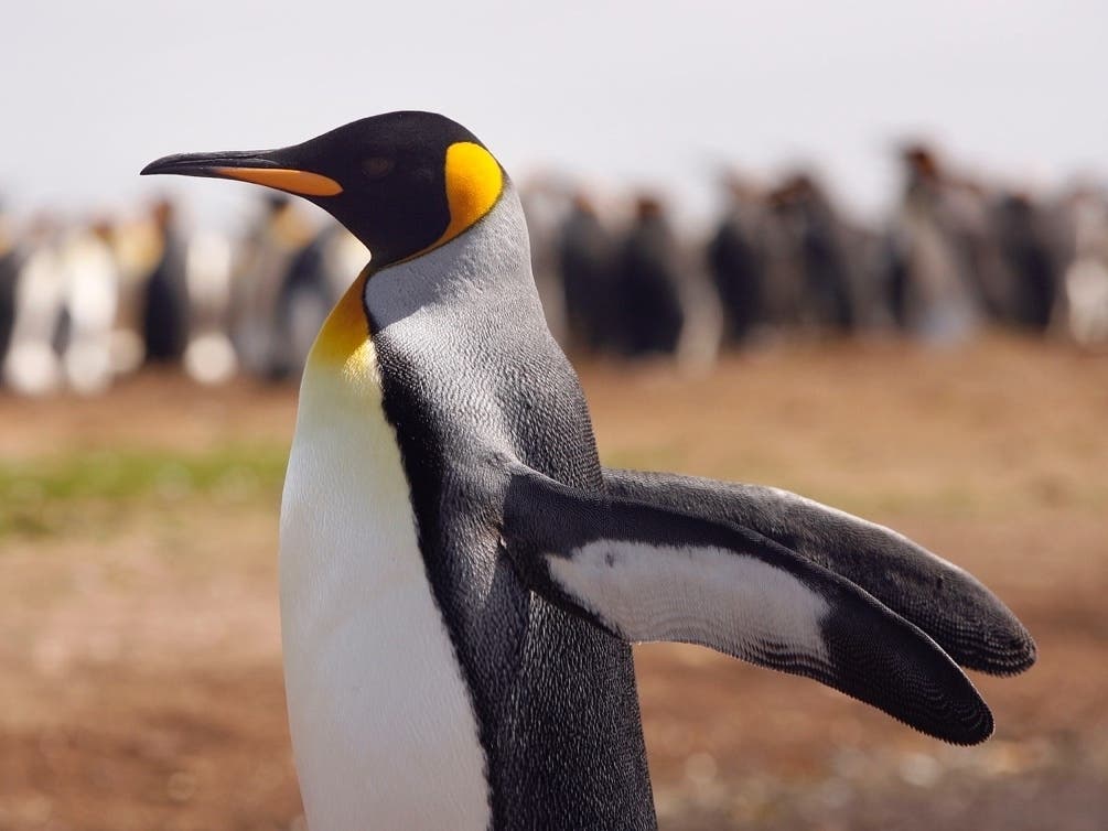 The Falkland Islands is home to many different species of animals.