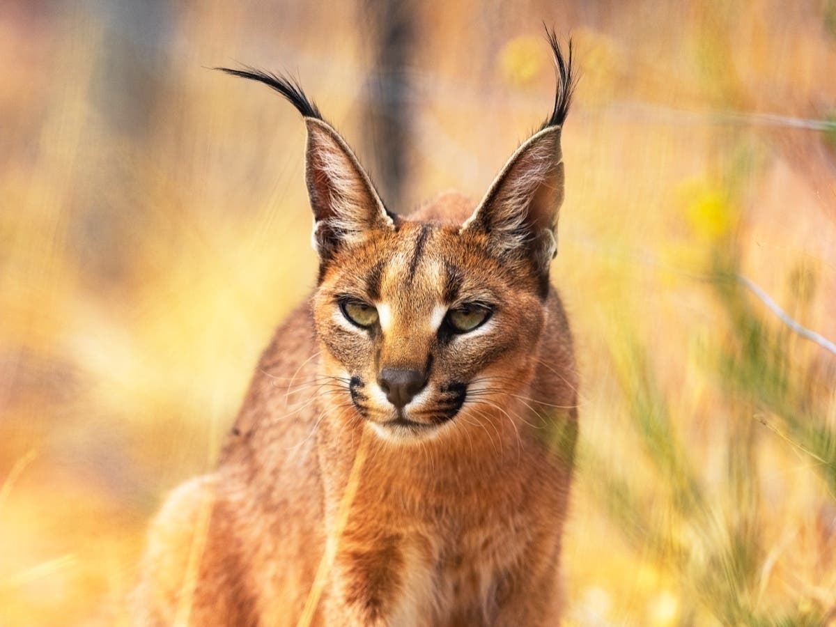 The African caracal was safely captured in a resident's backyard Wednesday night by police and a wildlife trapper hired by the owner.