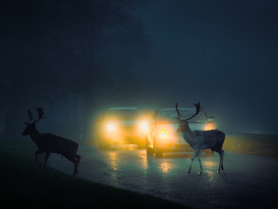 Two stag fallow deer crossing a road, in the headlights of distant cars, at night in fog during winter, with dark moody atmosphere.