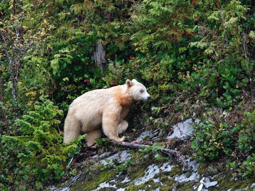 It was the first time the "spirit bear" has been seen in Michigan, and just the fifth time one has ever been seen outside of British Columbia in Western Canada.