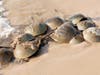 Thousands of horseshoe crabs have made their way to the beach for nesting.