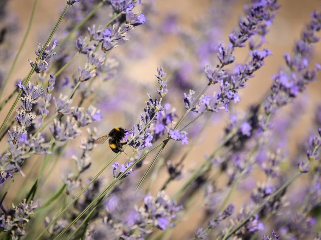 Meander through lavender fields, participate in hands-on classes and more during Lavender Weekend.