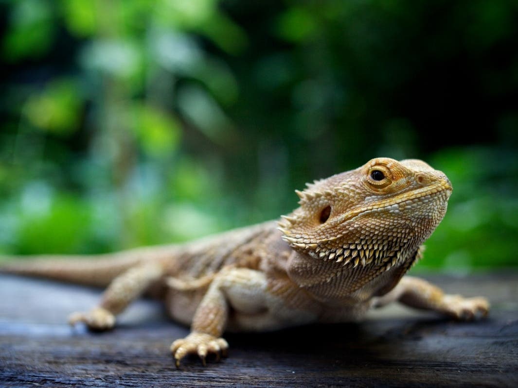 The Centers for Disease Control and Prevention is investigating an outbreak of salmonella in 25 states, including California, tied to bearded dragons, which carry the bacteria in their droppings.