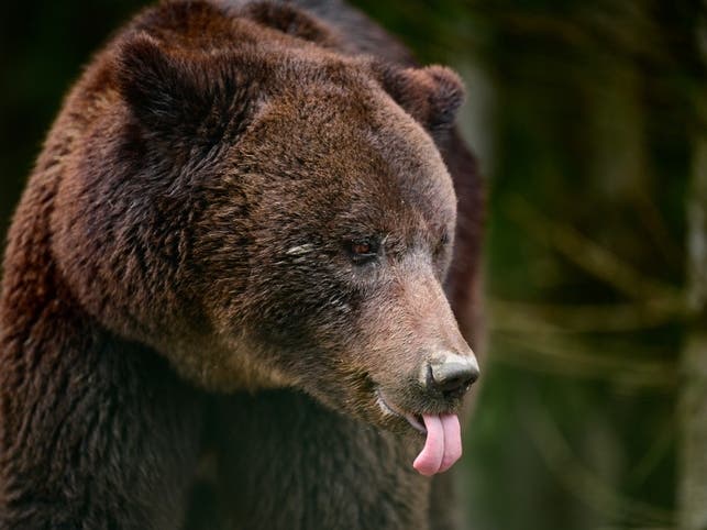 A video posted to TikTok on Sunday night shows a bear wandering into an Olympic Valley, California, 7-Eleven before making a stop at the hand sanitizer station.