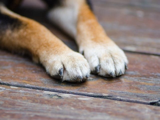 A Florida man is facing animal cruelty charges after authorities said he dragged Blanco, a French bulldog mix who belonged to a family member, behind his truck by her leash and collar.