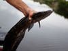 The snakehead can alter ecosystems to the detriment of native species.