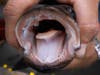 The northern snakehead is known for its aggressiveness while preying upon other marine life and guarding its young.