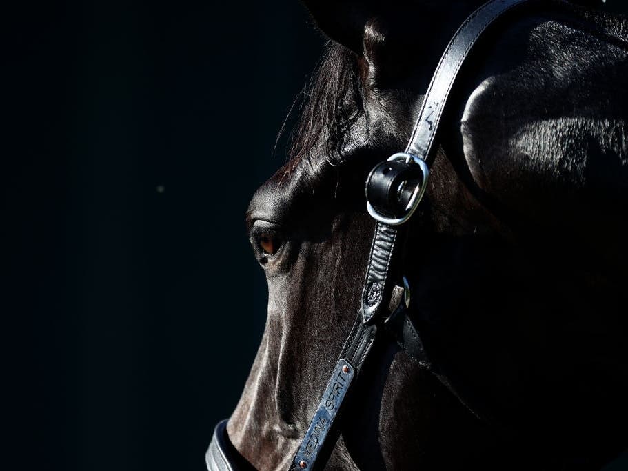 Kentucky Derby winner Medina Spirit is bathed following a training session for the upcoming Preakness Stakes at Pimlico Race Course on May 11.