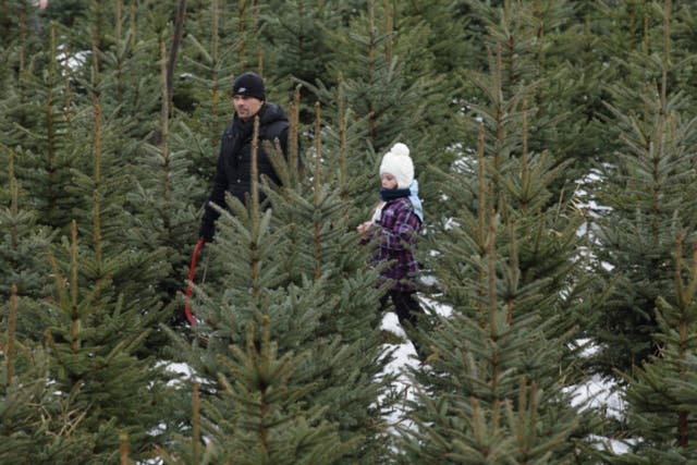 Where to buy live christmas trees in anne arundel county annapolis md patch
