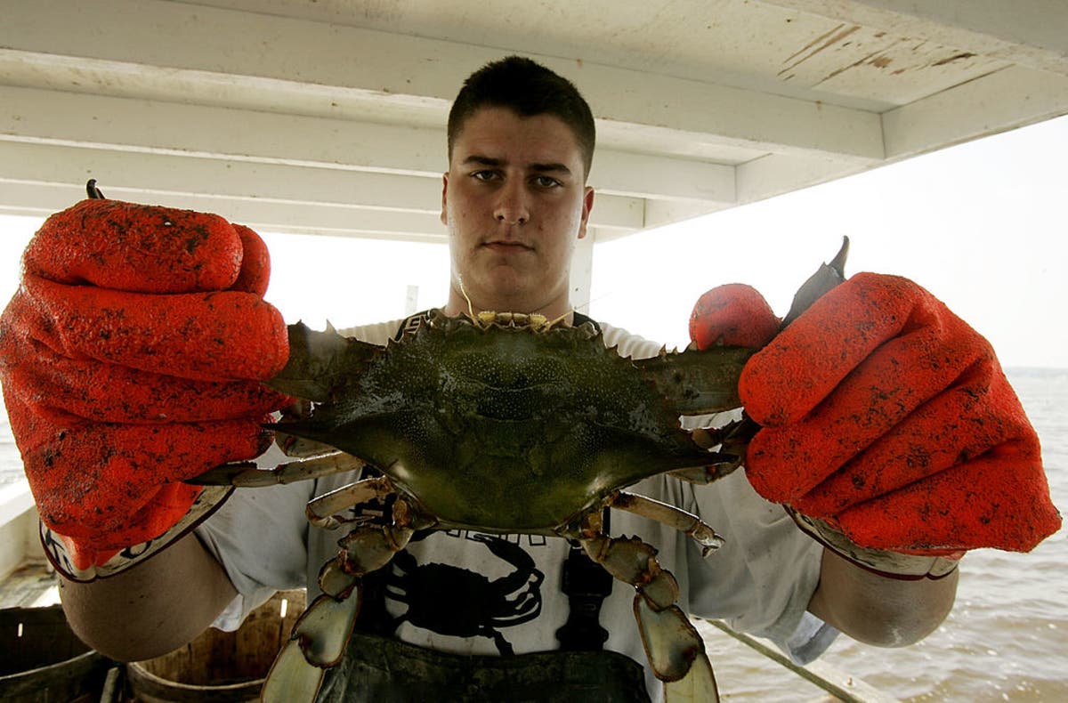 Kevin Doane holds up a Maryland blue crab aboard a commercial boat on the Chesapeake Bay.