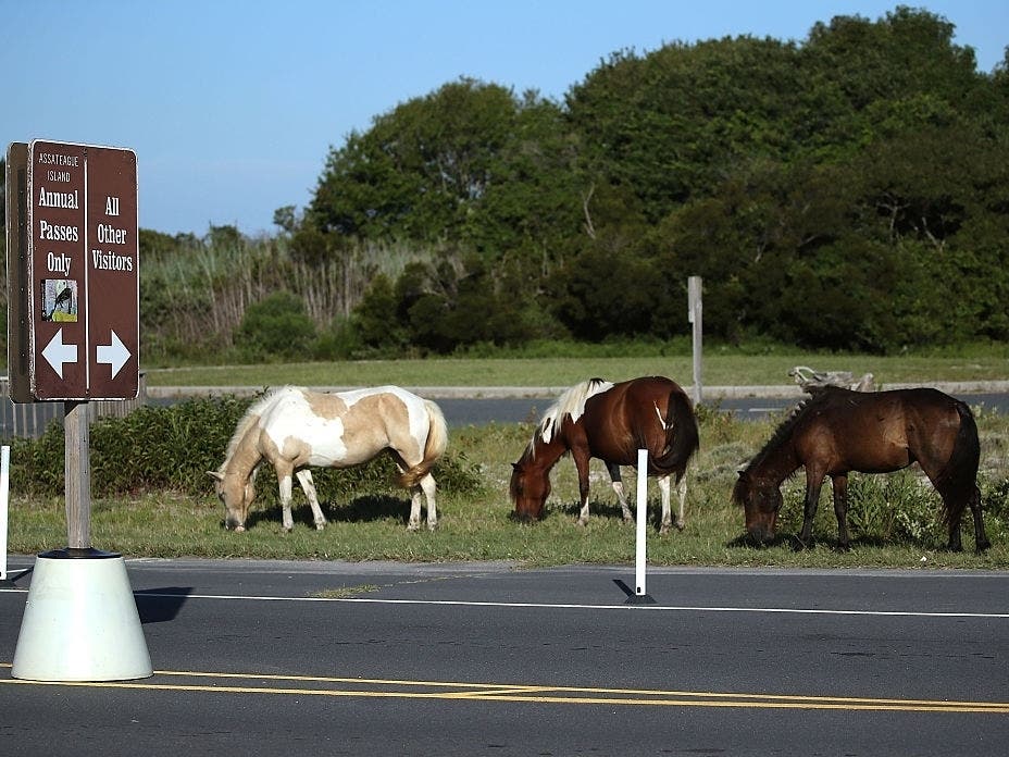 Wild ponies roams free on Assateaque Island, Maryland. Assateaque Island National Seahore has a combined total of over 300 wild ponies between Maryland and Virginia that are belived to have originally come from a Spanish cargo ship.