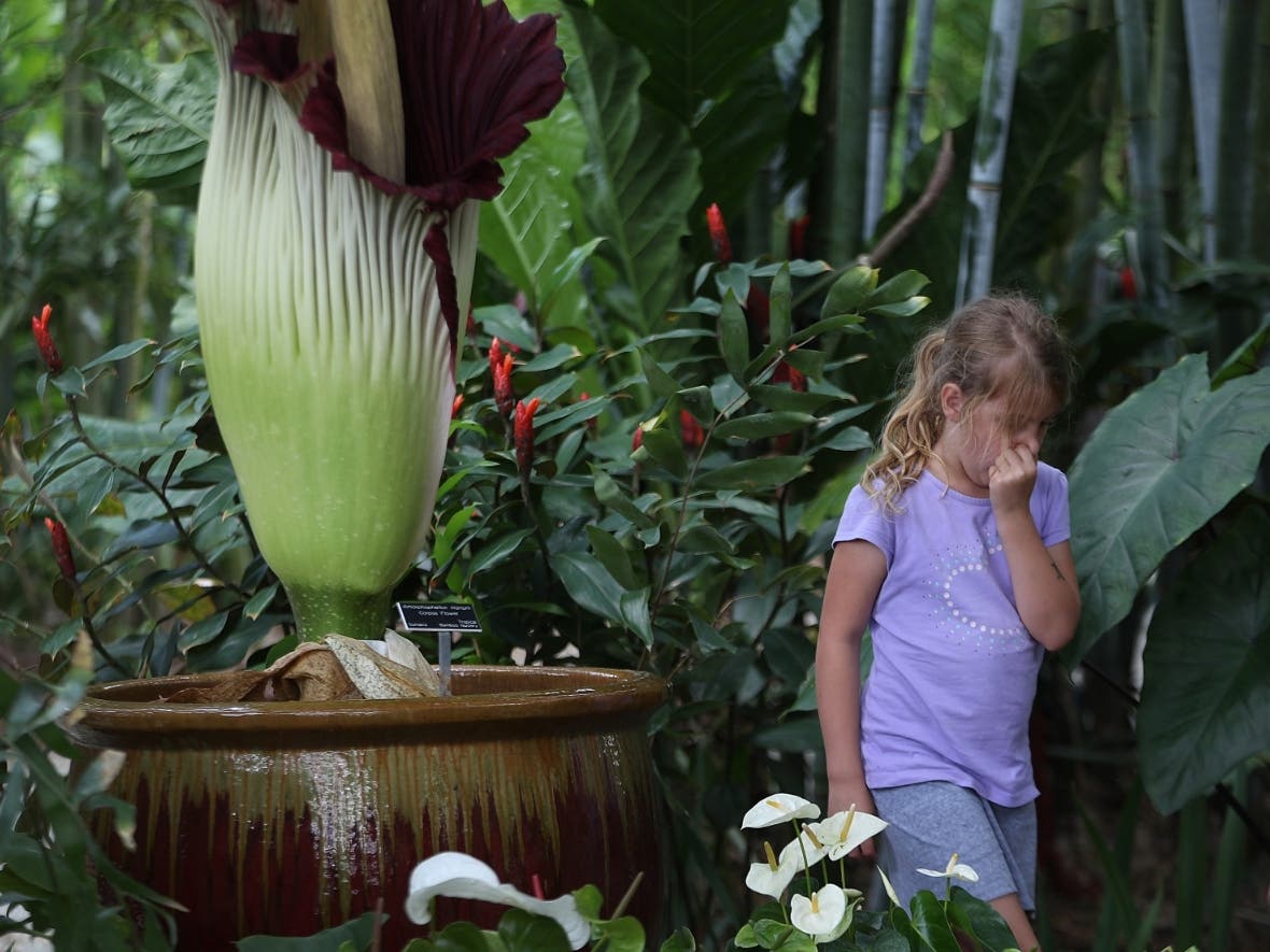 For a second year in a row, another corpse flower is about to bloom at The Huntington Library, Art Collections and Botanical Gardens in San Marino
