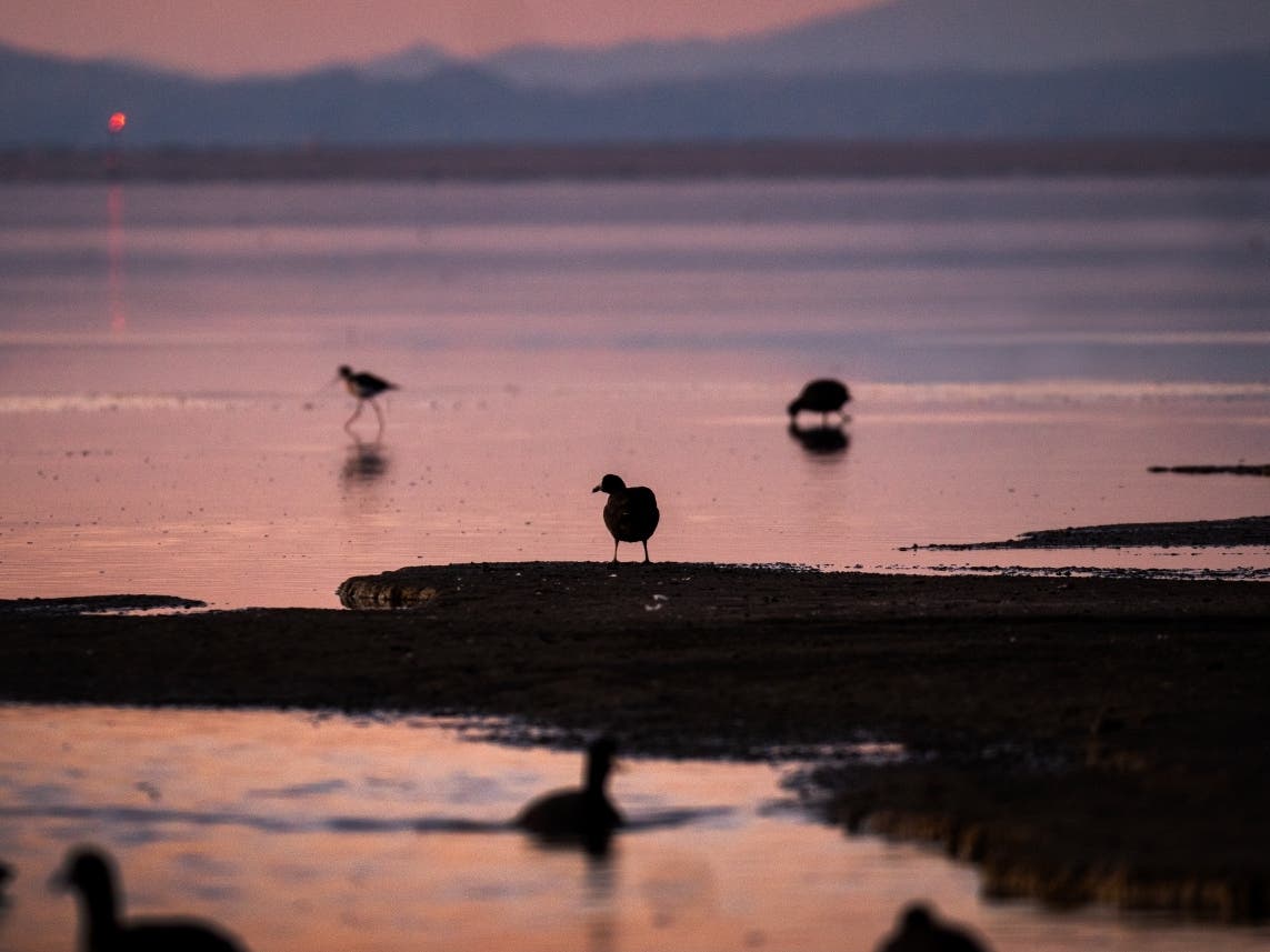 A coot stands on the shore of the Salton SeaScientists believe that the southern portion of the San Andreas Fault will inevitably give birth to a massive earthquake, bigger than any that has ccurred in Southern California in modern history.