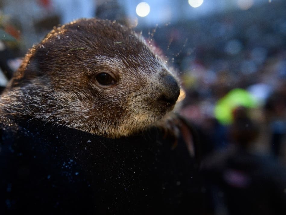 Groundhog Day 2022 Did Punxsutawney Phil See His Shadow? Pittsburgh