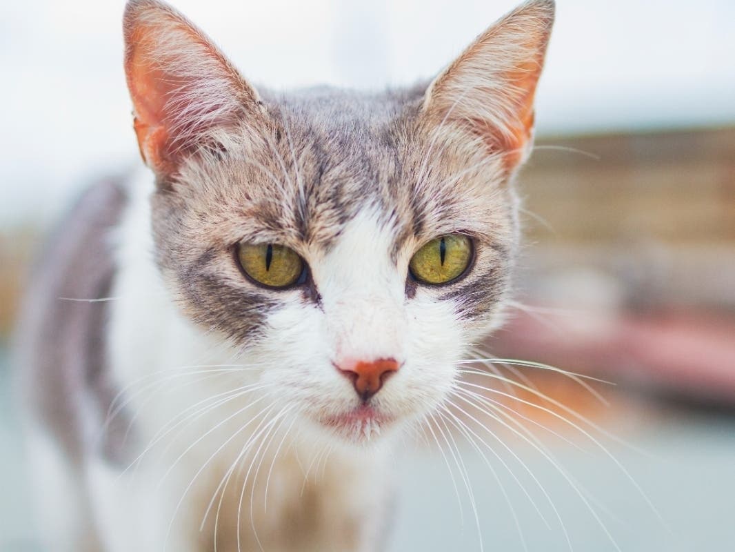 Your Neighbor's Free-Range Cat: What Do You Do? [Block Talk] | Across ...