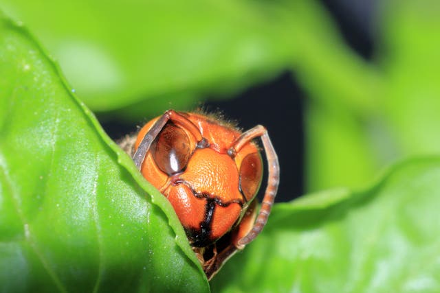 Squish Insects Bugs, Insects, Spiders Spring To Life; Let Some 'Bee,' Squish Others ...