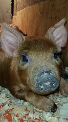 Courage as a piglet.