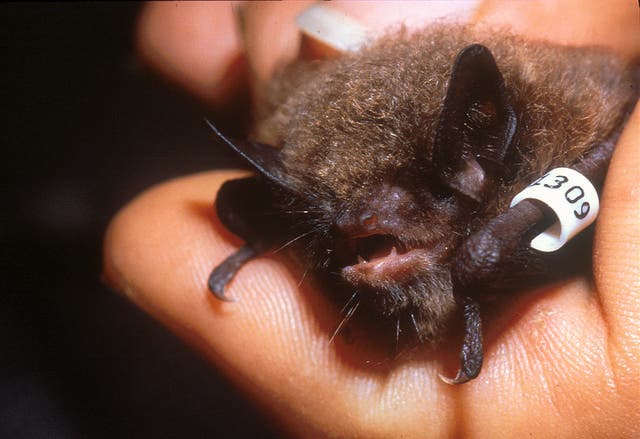 Bat
