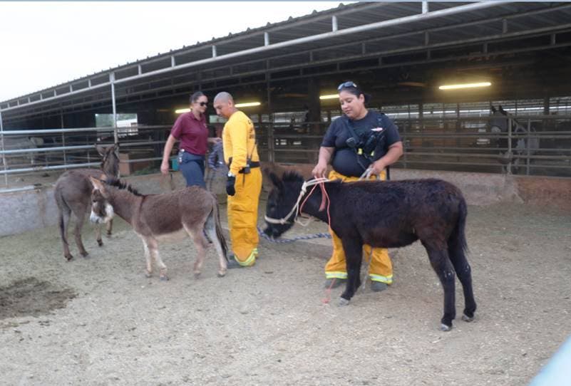 Mini Donkeys Rescued