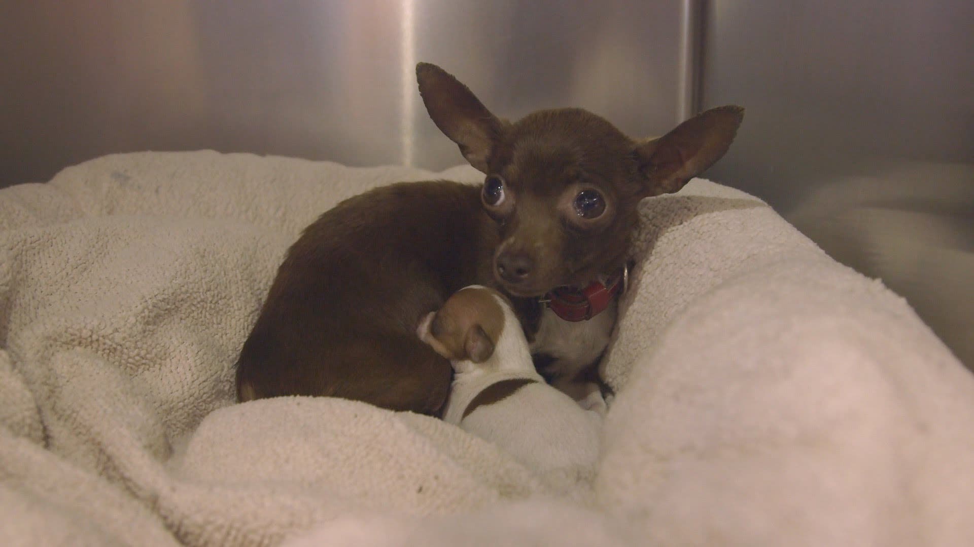 Chihuahua mom and pup