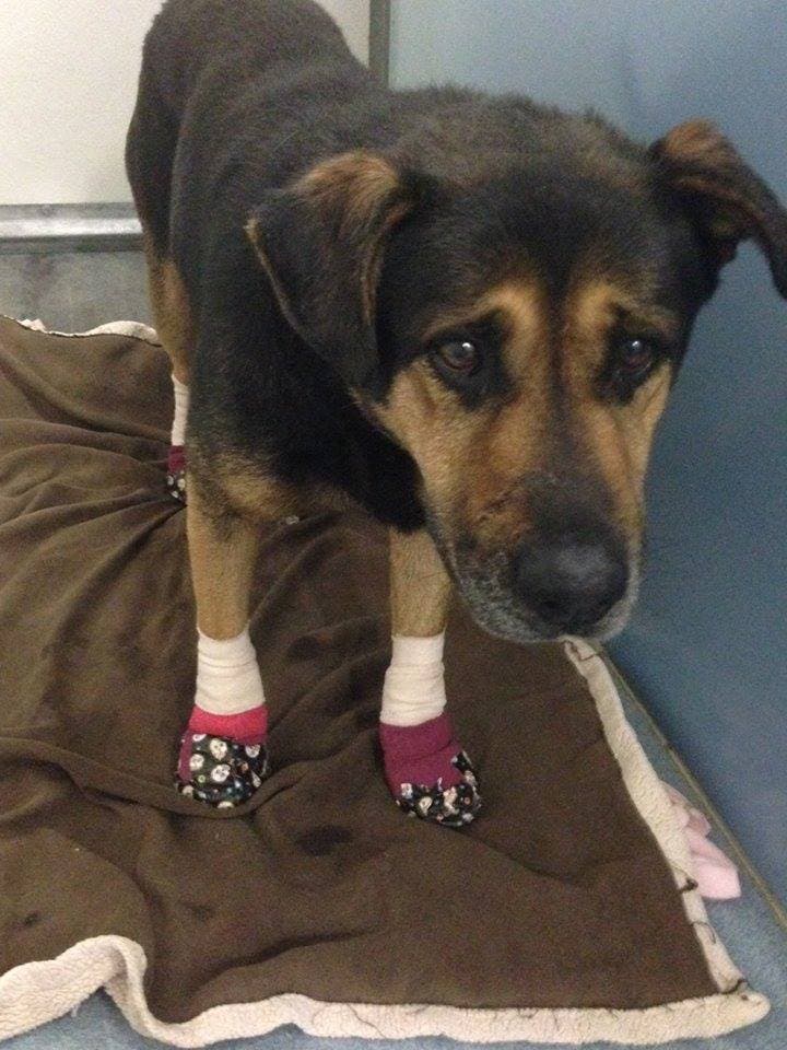 Dog rescued from Border