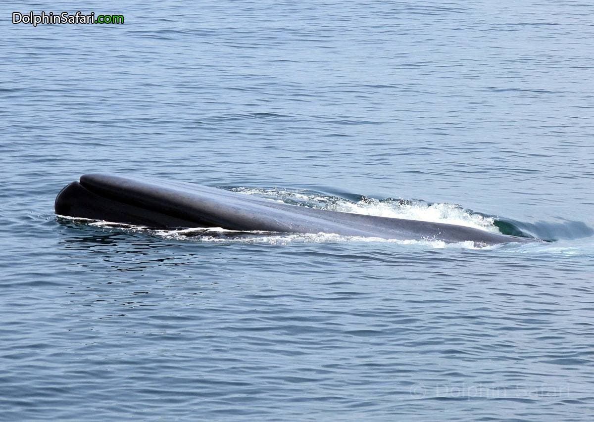 Entangled Blue Whale Dana Point