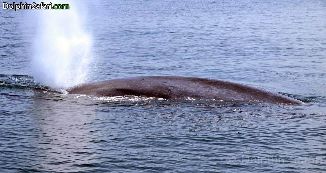 Entangled Blue Whale Dana Point