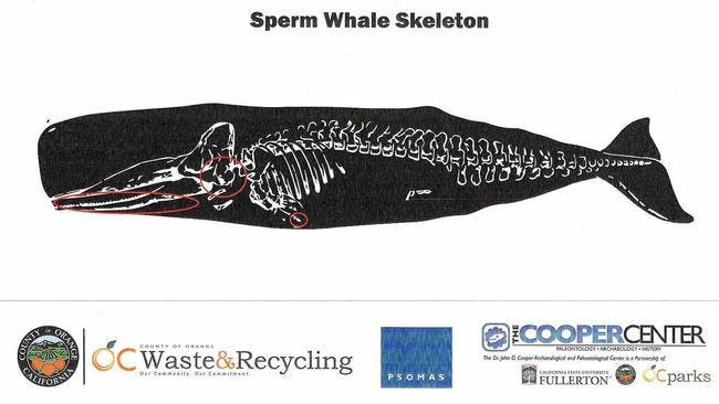 Sperm Whale Skeleton - Courtesy
