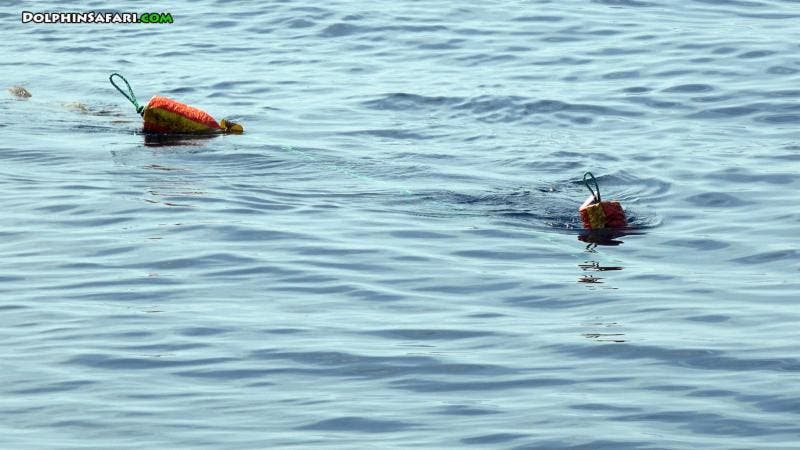 Capt. Dave's Dolphin & Whale Safari, Blue Whale Tangled in Net