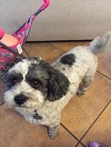 Bogie Costa Mesa Shelter Torri Z