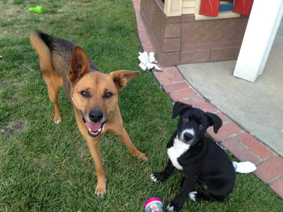 Rescue Pets of Orange County - Lexie and Chloe Nancy Brunstetter