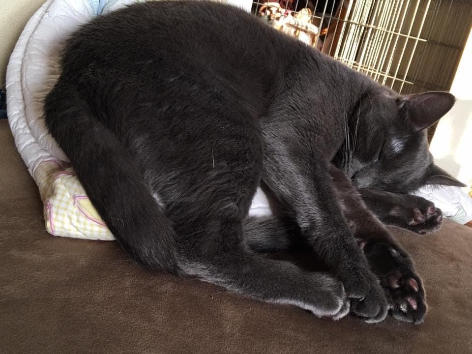 Kitty sleeps - Leann Ochoa's cat Phoebe adopted from OC Pet Rescue