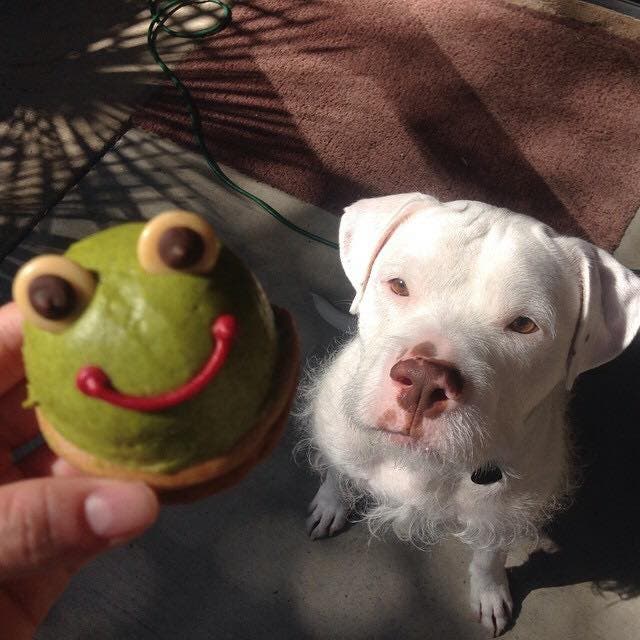 Furfessor Watson -- adopted in his eleventh hour according to Nicole Flores