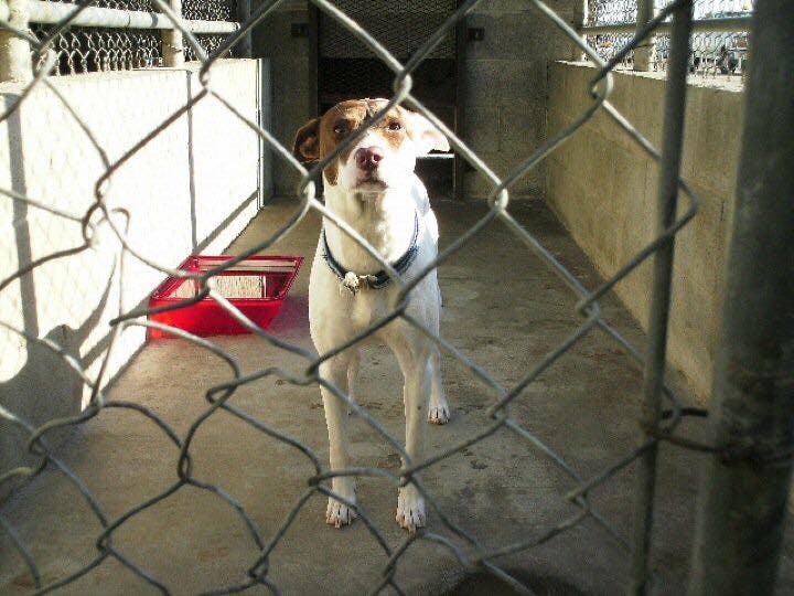 Sugar Miss at the shelter, before adoption Debi Amicay