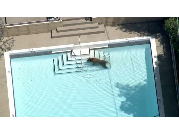 KTLA Courtesy Photo of Bear in La Canada Flintridge pool