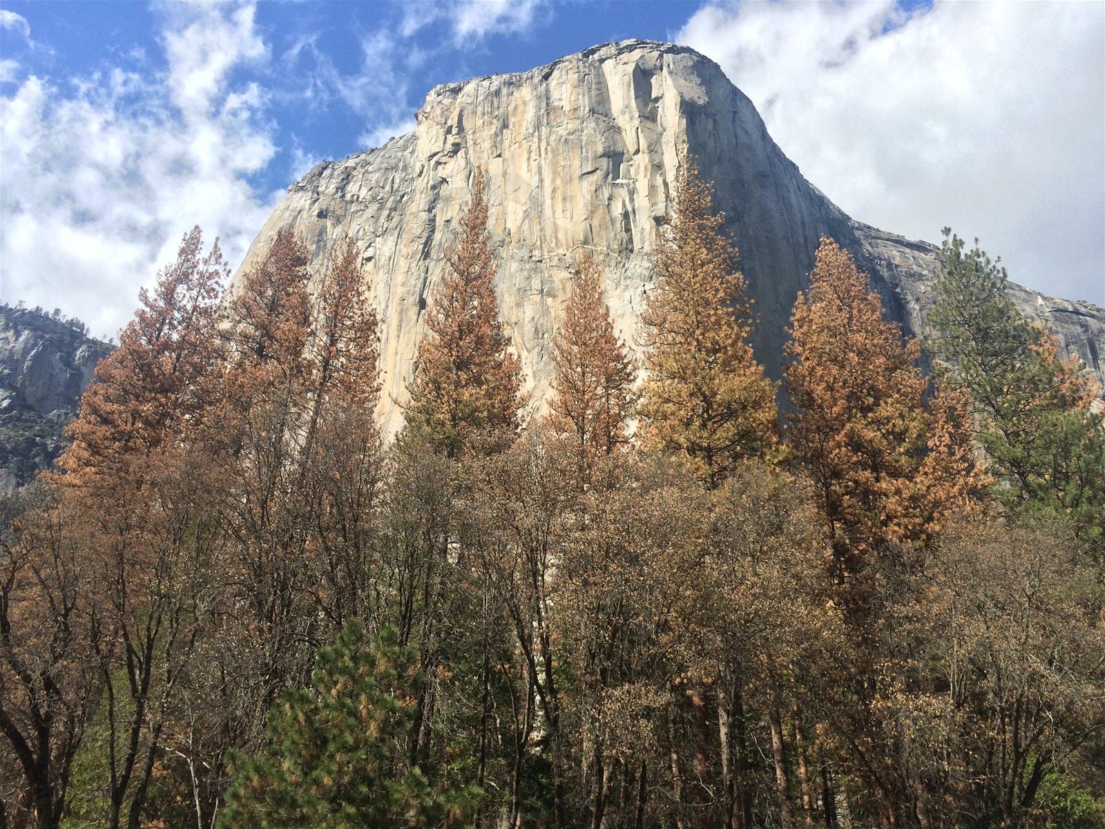 Cal Fire - Bark beetle report - Yosemite Trees affected by bark beetle 2016