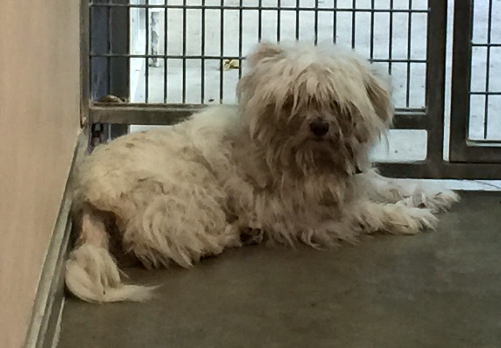 Bill Before Treatment from City of Mission Viejo Animal Services