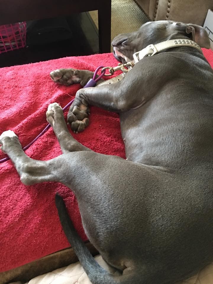 Found Missing Dog in Laguna Hills