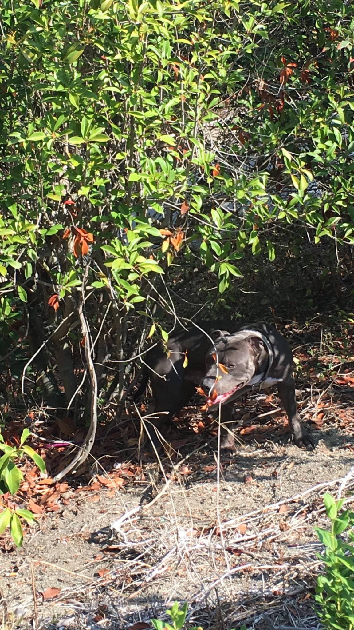 Dog Found Tied to Tree in Laguna Hills