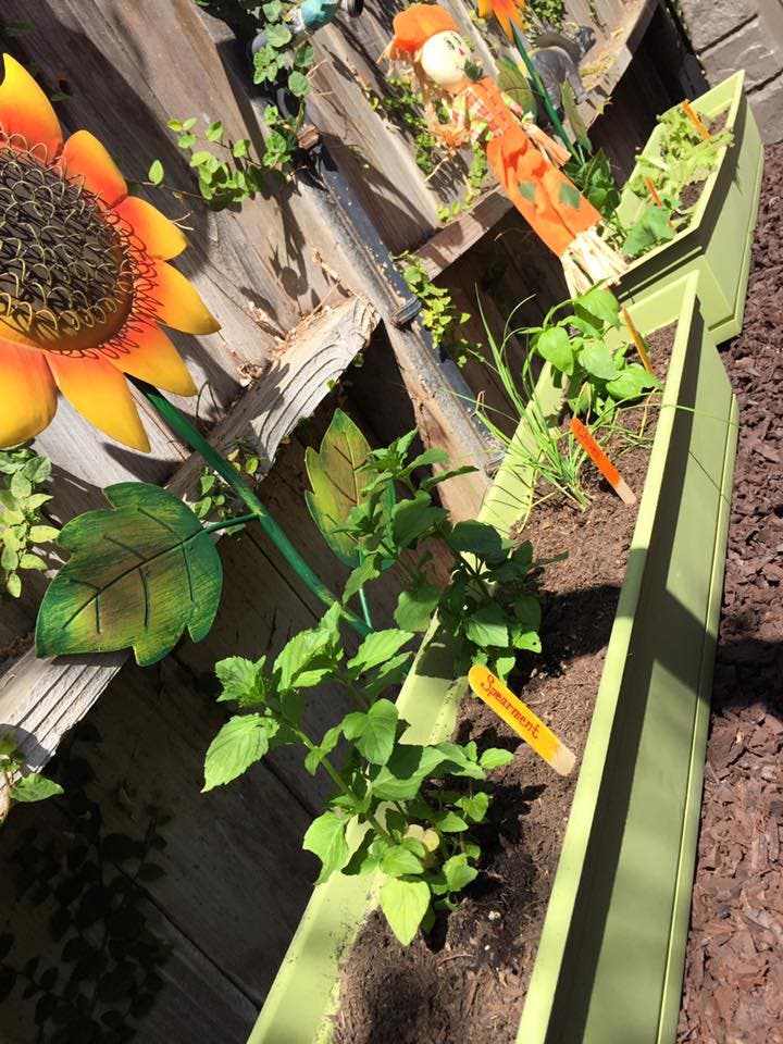 Decorating with both brightly painted flowers and edible plants, backyard Fantasy Land Mission Viejo