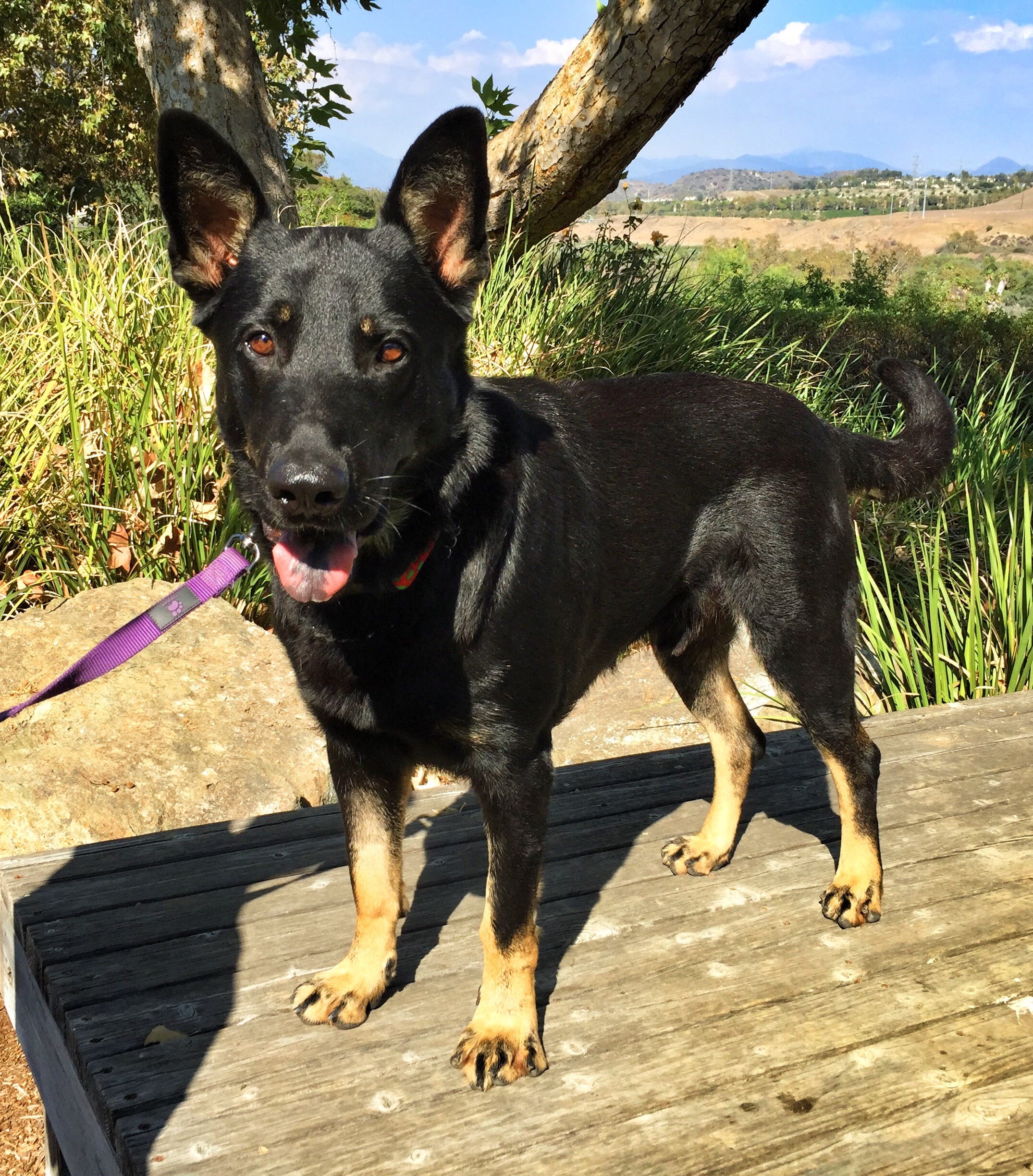 Emmett Shepherd Mission Viejo Animal Services Emmett Shepherd Mission Viejo Animal Services
