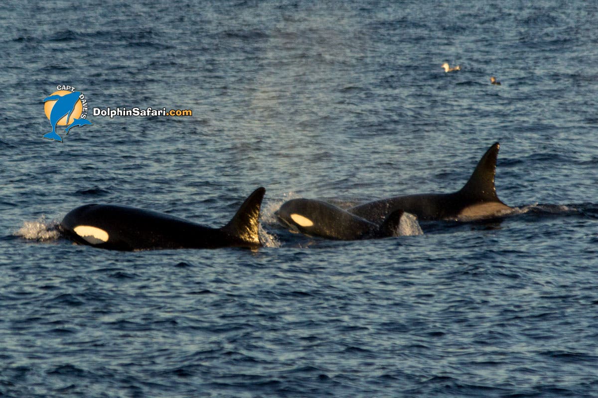 killer whale Orca sighting, Dana Point Craig DeWitt/DolphinSafari.com