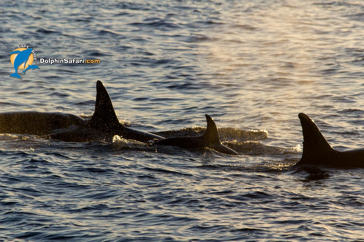 killer whale pod Orca sighting, Dana Point Craig DeWitt/DolphinSafari.com